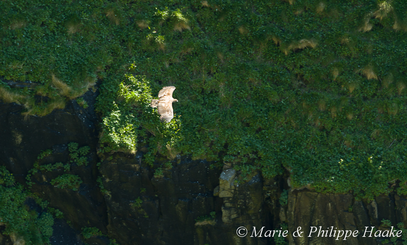 Pygargue 2833.jpg - Pygargue à queue blanche, Haliaeetus albicilla, White-tailed Eagle (île de Runde, Norvège, juin 2012)